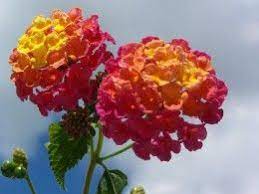 The Best Flowers For North Central Texas No Fuss Gardens Amazing Flowers Flowers Lantana