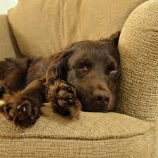 Find boykin spaniel puppies and breeders in your area and helpful boykin spaniel information. 4 Things To Know About Boykin Spaniel Puppies Greenfield Puppies