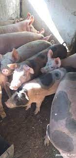 Purcei de vanzare 7 saptamani !! Vand Porci Marele Alb Adroa Zoo