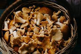 Mushrooms During Pregnancy What Is Safe The Prenatal Nutritionist
