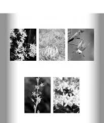 Image result for Hermbstaedtia linearis