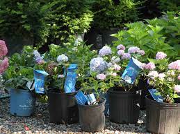 Maybe you would like to learn more about one of these? Moody S Nursery In Saco Maine Garden Center