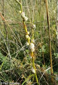 Image result for Cuscuta approximata