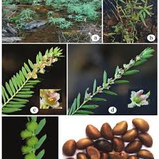 Image result for Phyllanthus polyspermus