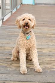 By ensuring that our mommy doodles live in the best guardian homes, enforcing litter limitations, and maintaining. Dog Crossbreed Wikipedia