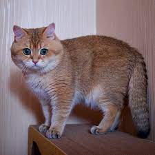 the scottish breed group is made up of four breeds the scottish fold longhair and shorthair and the s cats and kittens cat scottish fold scottish fold kittens