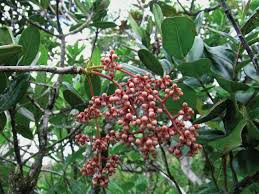 Image result for Laurembergia tetrandra