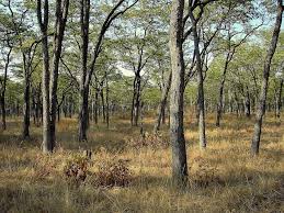 Image result for Xeroderris stuhlmannii