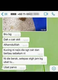 Sebelumnya berak darah lendir kuning. Dunia Kucing Beitrage Facebook