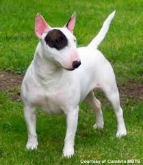 Meet ginger, cute, adorable, sweet, part english cutie. Miniature Bull Terrier Dog Breed Information Puppies Pictures