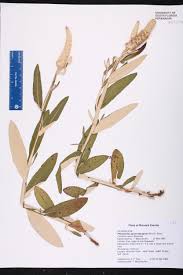 Image result for Pycnostachys parvifolia