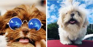 Check spelling or type a new query. 15 Reasons To Never Adopt A Shih Tzu Holidogtimes