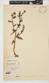 Image result for Emilia abyssinica