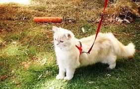 Discover what a maine coon cats personality traits are like and if they are sociable and friendly companions to have as pet cats. Which Is The Best Cat Breed For A First Time Owner In India Quora