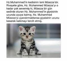Riayetalkan62 Adli Kullanicinin Ayet Ve Hadisler Panosundaki Pin Eglenceli Gercekler Biliyor Muydunuz Gercekler