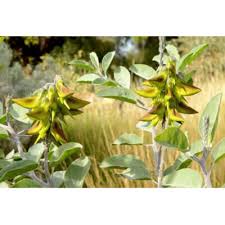 Image result for Crotalaria chirindae