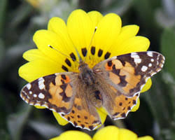 L'auteur traite d'un sujet grave et triste. Tout Savoir Sur Les Papillons Gamm Vert