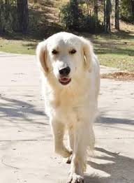 Puppies english cream golden retriever puppies for sale english cream golden retrievers have a few nicknames like the white european golden. Akc English Cream Golden Retriever Puppies For Sale In Brooksville Florida Classified Americanlisted Com