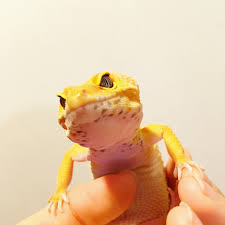 Leopardgecko Carrottail Leopard Gecko Gecko Amphibians