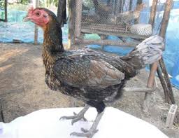 Ayam birma atau disebut juga dengan ayam birma ini biasanya tidak dibudidayakan untuk dijual daging dan telurnya, melainkan dimanfaatkan sebagai ayam aduan atau ayam koleksi. Ciri Ayam Birma Betina Yang Harus Kalian Ketahui Agar Tidak Salah Pilih