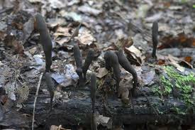 Image result for Xylaria polymorpha