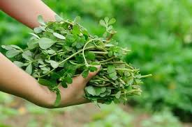 Le piantine di portulaca oleracea acquistate o ottenute dalla germinazione dei semi in semenzaio protetto si impiantano in piena terra verso aprile e per evitare sofferenze inutili e deperimenti alla pianta di portulaca oleracea è bene ricordare che le annaffiature devono essere saltuarie e il terreno. Portulaca Perenne E Annuale Guida Alla Coltivazione