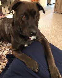 Labrabulls are playful dogs that will settle right in to any family environment. Home Pitbull Lab Mix Pitbull Lab Pitbull Mix Puppies
