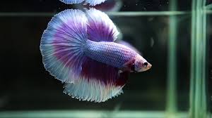These many pictures of purple betta fish for sale list may become your inspiration and betta fish betta fish ideas bettafish fishbetta live betta fish from purple betta fish for sale betta fish betta. Live Betta Fish Male Purple Avatar Butterfly Halfmoon Hm 1718 Youtube