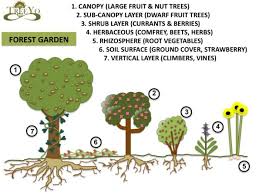 Diversity Guilds Permaculture Design Course Handbook Permaculture Design Permaculture Design Course Food Forest Garden