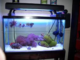 A primer for beginners by doug wojtczak. How To Quarantine Reef2reef Saltwater And Reef Aquarium Forum