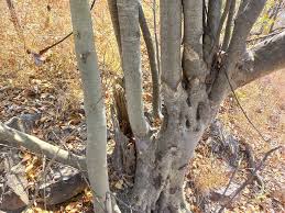 Image result for Strychnos innocua