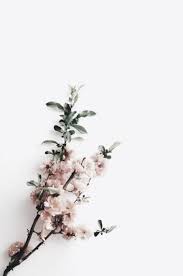 Trendy Flowers White Background Photography Floral Ideas Iphone Wallpaper Vintage Watercolor Wallpaper Iphone Flower Wallpaper