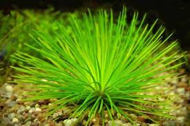 Image result for Eriocaulon africanum