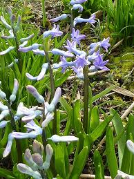 Image result for Hyacinthaceae