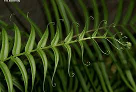 Image result for Pteris