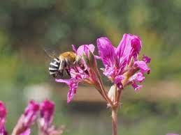 The best flowers to attract bees to your garden. Flowers For Bees Flowers Across Melbourne