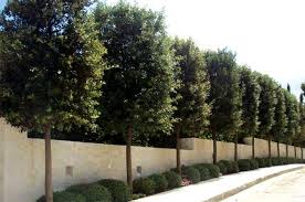 beautiful box shaped quercus ilex trees aka holm oak azinheira tuin bomen tuin bostuin