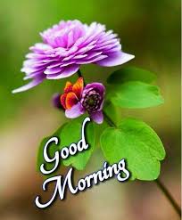 Good Morning In 2020 Good Morning Flowers Pictures Good Morning Images Flowers Good Morning Images
