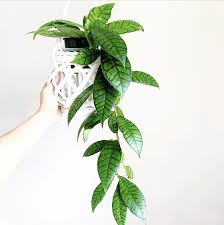 Most rooted cuttings are propagated in the greenhouse from healthy, happy personal plants. Hoya Callistophylla Care Best Secrets Revealed