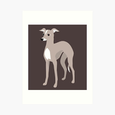 For the best experience, we recommend you upgrade to the latest version of chrome or safari. Italian Greyhound Art Prints Redbubble