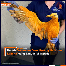 Burung phoenix merah asal china. Heboh Penemuan Burung Unik Dan Langka Yang Eksotis Di Inggris Bertajuk Com