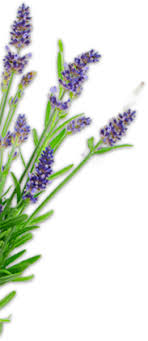 Gratis lieferung ab 49 €. Wholesale Lavender Bulk Products Plants Purple Haze Sequim Wa