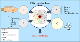 How do animal cells plant cells freshwater protists and bacteria deal with osmosis. Unveiling Associations Between Ciliate Parasites And Bacterial Microbiomes Under Warm Water Fish Farm Conditions A Review Jahangiri 2021 Reviews In Aquaculture Wiley Online Library