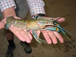 Pemburu Sepit Biru Hasil Lumayan Dengan Ternak Udang Kara Air Tawar