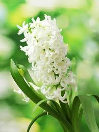 Long stem small white flowers. 20 Types Of White Flowers For Your Garden Hgtv