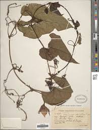 Image result for Cogniauxia