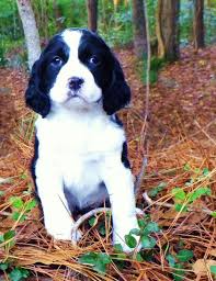 6 Week Black And White Pitbull Puppy Lexie Our English Springer Spaniel Black And White Female Puppy At 6 Weeks Spaniel Breeds English Springer Spaniel Puppy Springer Spaniel Puppies