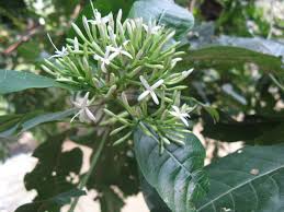 Image result for Pavetta sp. E