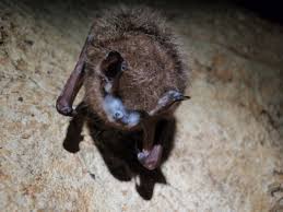 13 Awesome Facts About Bats U S Department Of The Interior Bats are mammals of the order chiroptera. 13 awesome facts about bats u s