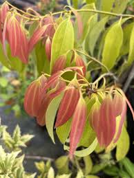 Image result for Cinnamomum